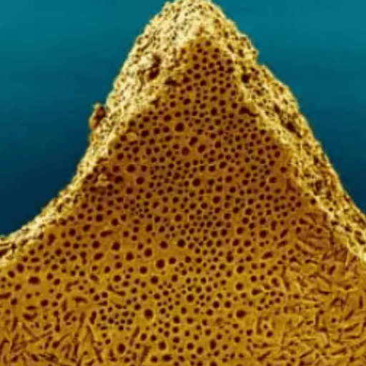 Membrana de polímero poroso